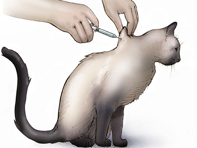 Cortisone injection for clearance cats